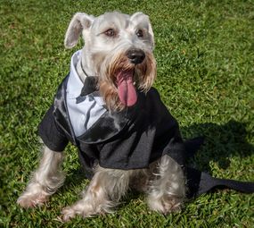 Patas e Brilhos fantasias Pet Photo 2