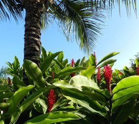 O Jardim Arquitetura Paisagística photo 1