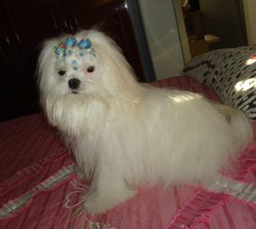 Laçarotes da Nessa - Laços e Acessórios para Pet Shop photo 2