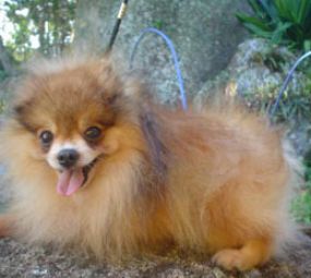 Canil Bel Vedere photo 2