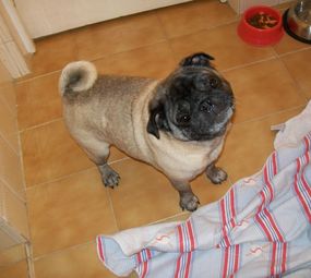 Hospedagem de Cães Menino Deus photo 2