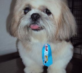 Banho e Tosa - Bicho Pelúcia photo 2