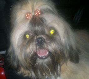 Banho e Tosa - Bellalady photo 1