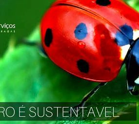 Dedetizadora Ecológica Serviços