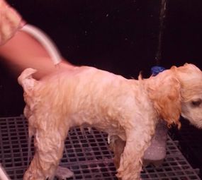 Bicho Miúdo - Pet Shop  photo 1