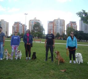 Adestramento Velasques - Terapia Comportamental photo 2
