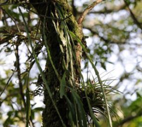 Museu Botânico photo 1