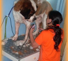 Animal Store Pet da Tia Rose photo 1