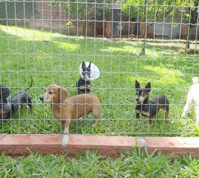 Bicho Livre Clínica Veterinária photo 1