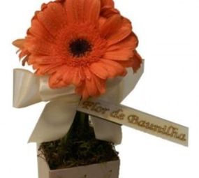 Flor de Baunilha Arte Floral photo 1