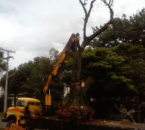 Reolon Assessoria Ambiental