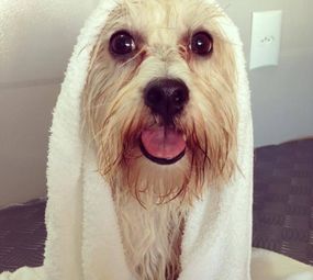 Pet Shop Pet Bull photo 2