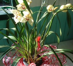 Irmãos Carvalho Jardins photo 2