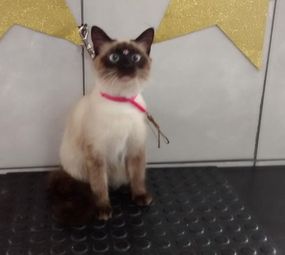 Bicho Lindo Estética Animal photo 2