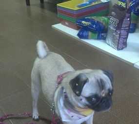 Ducão Pet Shop photo 2