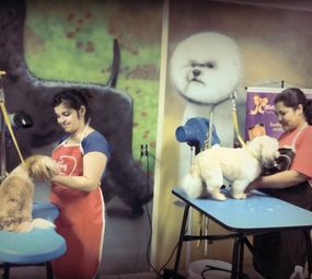 Centro Estético Animal Pierre Mancio photo 2