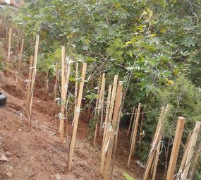 Reolon Assessoria Ambiental