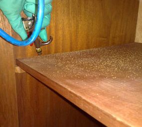 Detiprag Controle de Pragas photo 2