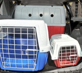 Taxi Animal  photo 1