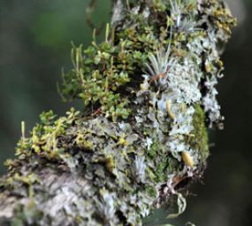 Museu Botânico photo 2