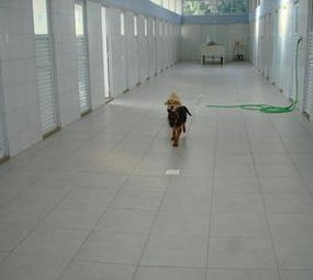 Cães e Gatos Park Hotel photo 2